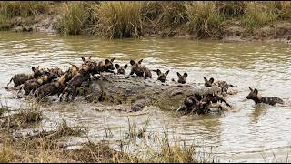 African Wild Dogs vs. Giant Crocodile: A Fight for Survival!