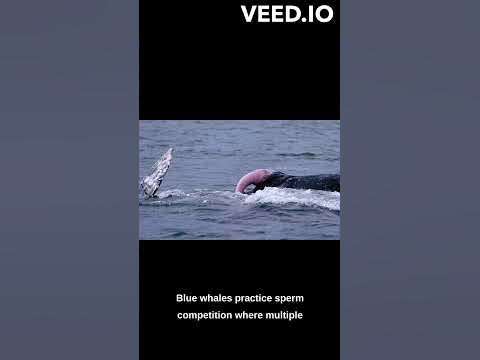 Secrets of Blue Whale Mating Revealed! - YouTube