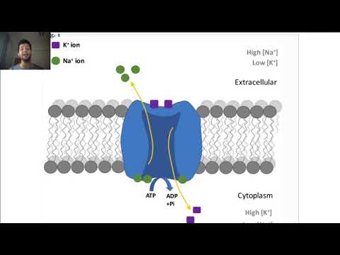 Vidéo: Qu'est-ce que le déficit en pyruvate kinase ?