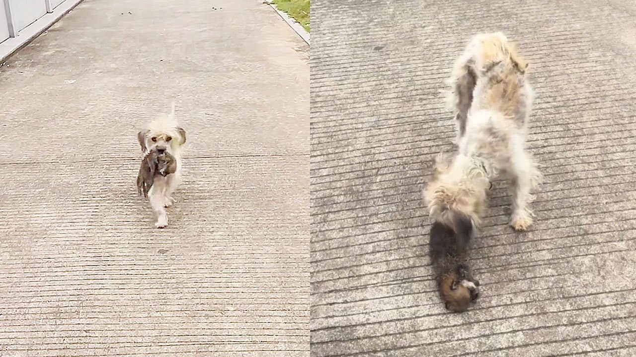 Stray dog mother carried her lifeless puppy ran to passersby,hoping for ...
