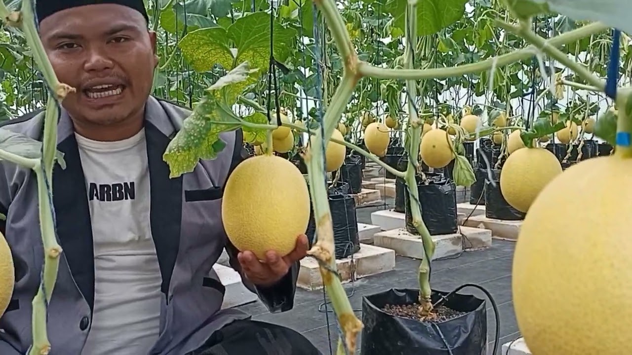 JALAN-JALAN DI GREEN HOUSE ALMUSRI PUSAT | MELON INTHANON