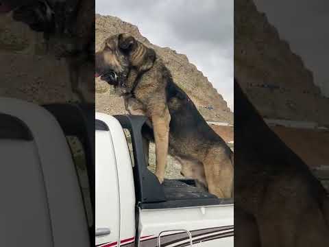 كلاب ايرانيه 