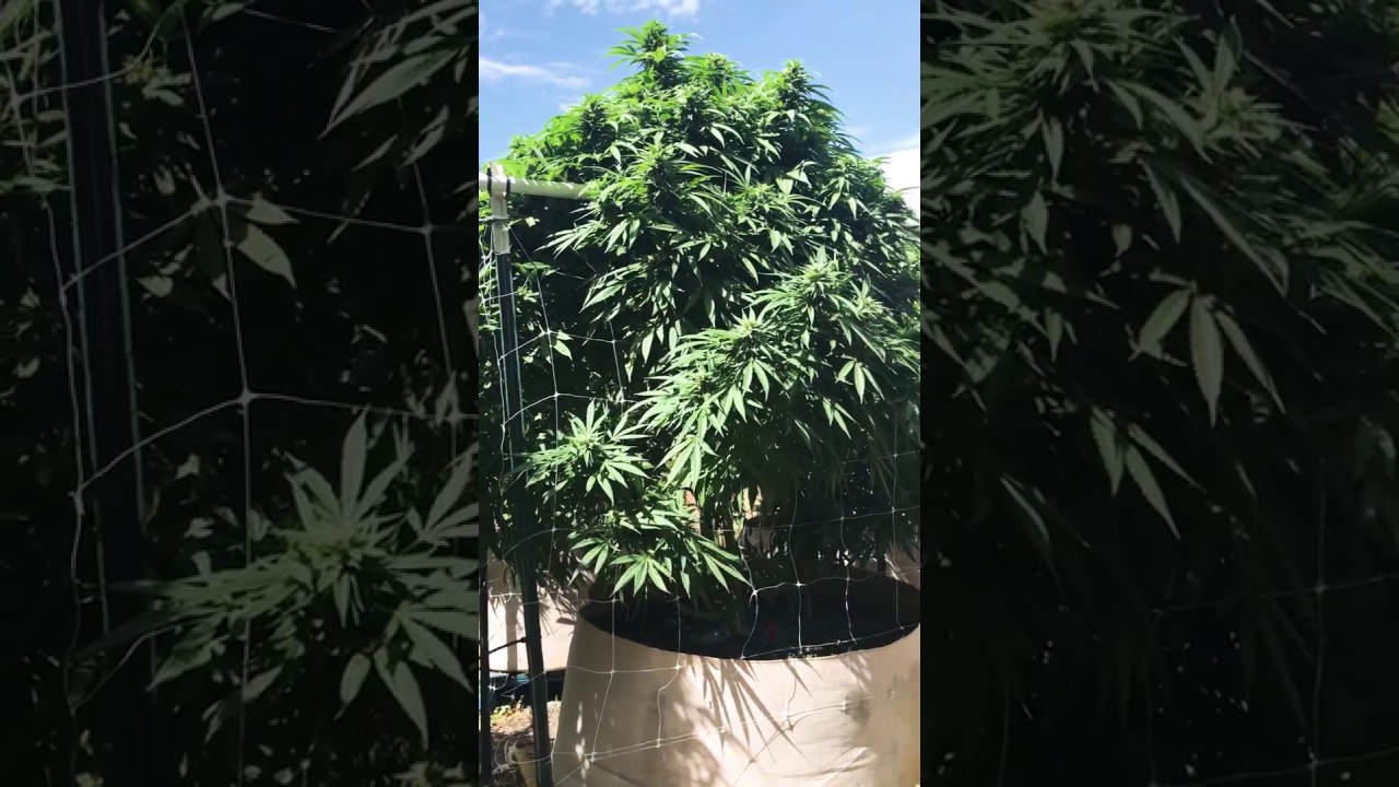 2019 outdoor harvest