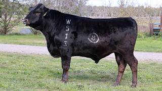 Lot 10 LTCF25W513 CIRCLE 8 FULLBLOOD WAGYU BULL SALE