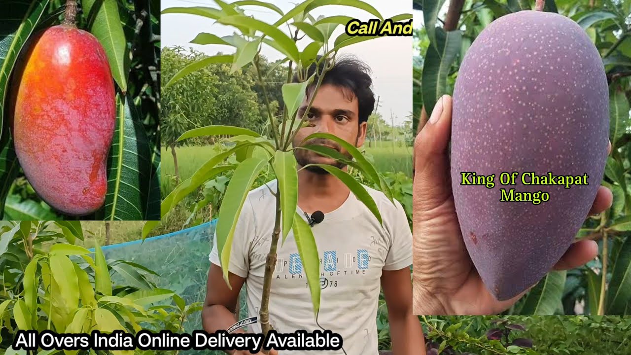 Sindhu mango / kt mango / Surma fazli mango / paikar murarai Birbhum West Bengal / jsn nursery