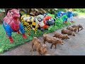 Sapi, Gajah, Kerbau, Domba, Kuda, Unta Melahirkan |  Sapi Mandi Lumpur