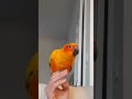 Sun Conure Talking &amp; Sounds #shorts