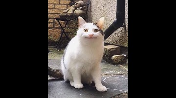 Assignment: Convolution (BEET 2313: Continuous Signal & Systems)