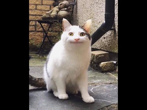 Assignment: Convolution (BEET 2313: Continuous Signal & Systems)