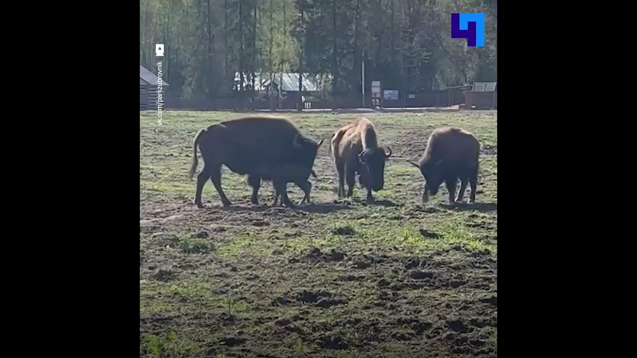 В парке «Зубровник» у семейства зубробизонов родился малыш - YouTube
