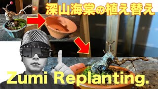 【深山海棠】植え替え202001