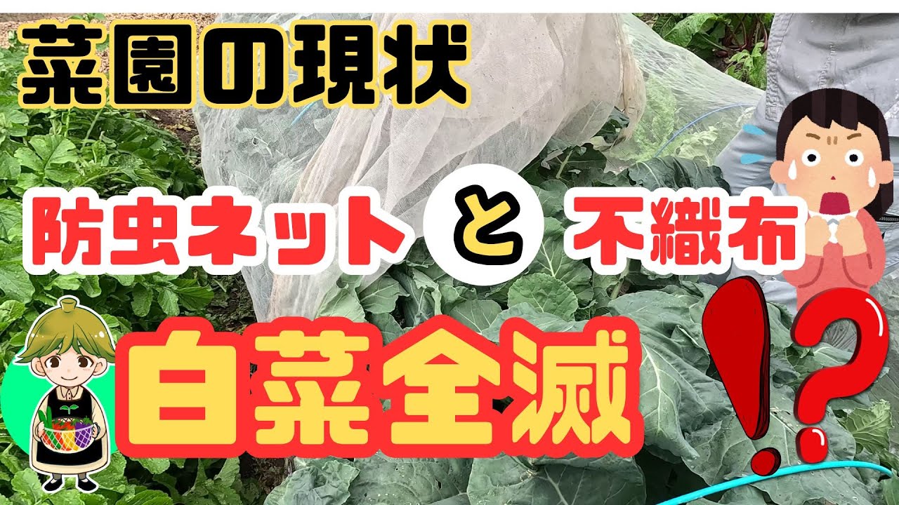 【菜園のようす】害虫で白菜全滅【防虫ネットと不織布の効果は？】