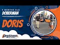 5-Month old Doberman 2-Week Board and Train! Electronic Collar Training 5-Month old Doberman 2-Week Board and Train! Electronic Collar Training