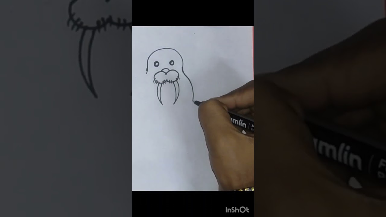 how to draw walrus easy
