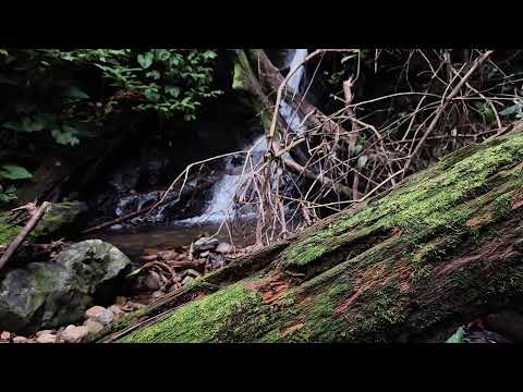 Deep Relaxation Before Sleep with Flowing River and Birdsong