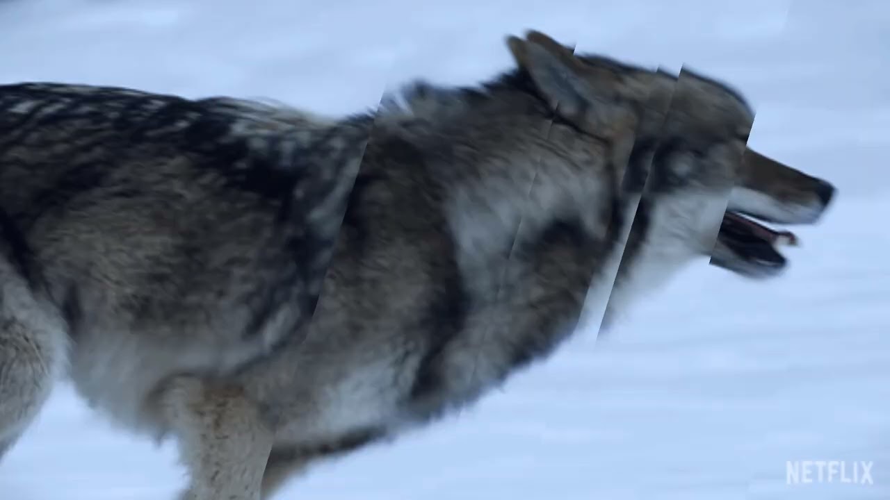 Одинокий волк