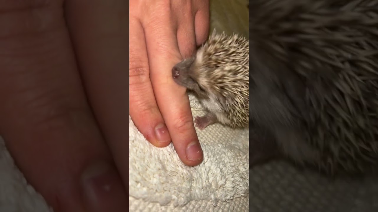 Uppdatering på igelkottsungarna 💕