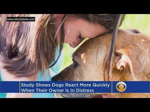 Video: Suņu pastaigas traips ļauj jums būt tikpat leļains, kā jūs vēlaties būt