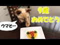 【簡単ケーキ】愛犬の誕生日を好物の野菜で作りました！【ヨークシャテリアのしんちゃん】