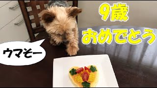 【簡単ケーキ】愛犬の誕生日を好物の野菜で作りました！【ヨークシャテリアのしんちゃん】