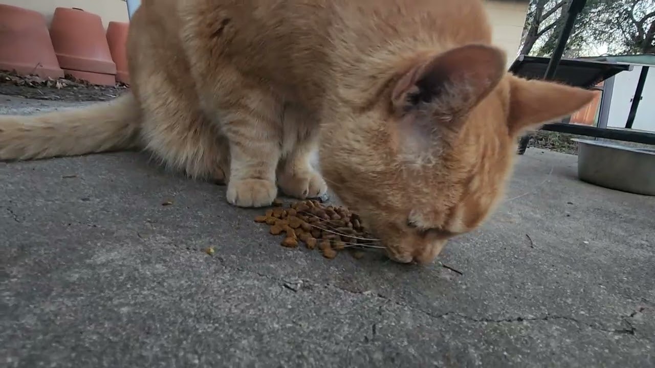 Too Cute. Fat Orange Cat Eating.