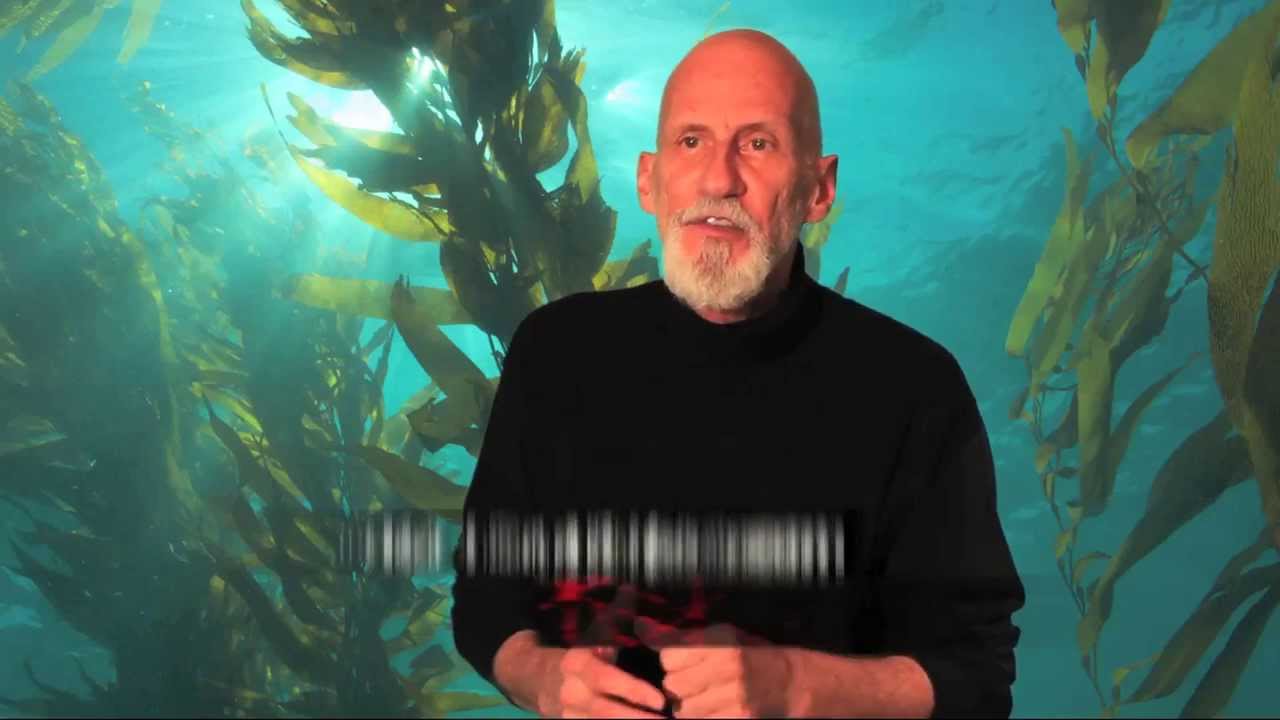 HealthEnriched™ 7 Wild Harvested Sea Vegetables YouTube