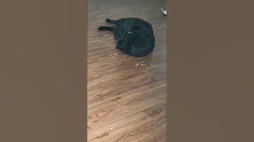 Catnip kitties #catnip #cats #cat #funnycats #youtubeshorts #shortsvideo #shortsfeed #shorts