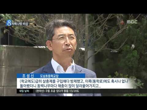 Jeju MBC Report: Don't Touch Camellia Trees – Poisonous Moth Larvae Outbreak (Report by Hong Soo-...