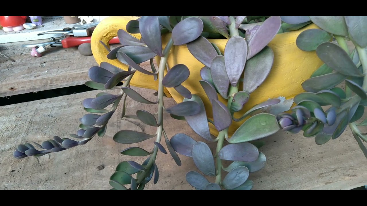 KLEINIA PETRAEA (SENECIO JACOBSENII)!COMO CULTIVAR?|