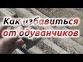 Как убрать одуванчики так чтобы их корни стали удобрением