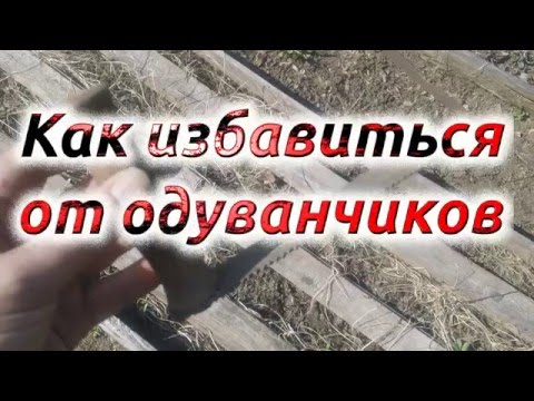 Как убрать одуванчики