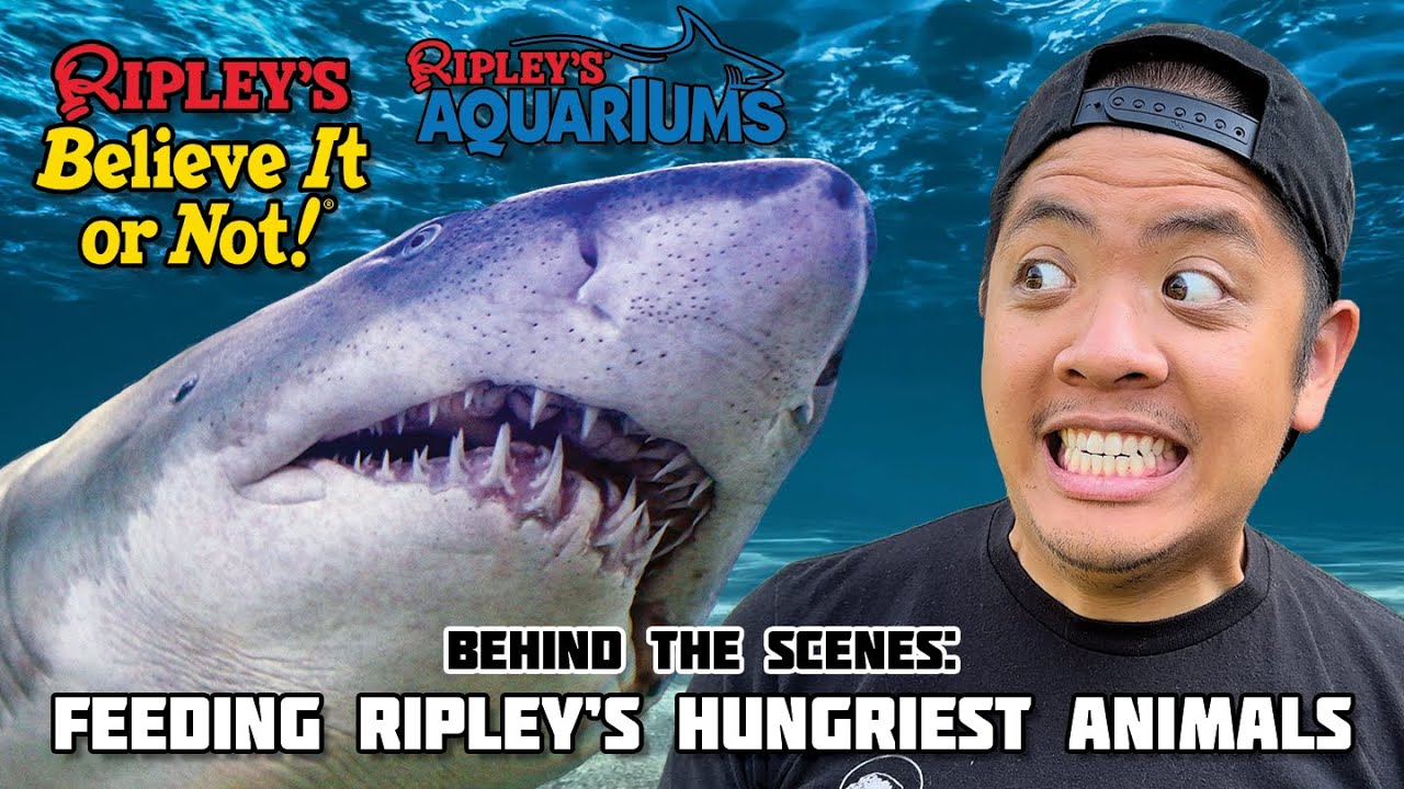 SUSHI CHEF FEEDS RIPLEY'S HUNGRIEST ANIMALS!