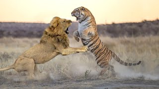 Tiger Fight | Animal Fights Caught On Camera | Stress Relief | Meditation | Wildlife Relaxing Videos screenshot 4