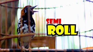 Download Lagu ANIS KEMBANG SEMI ROLL, PANCINGAN ANIS KEMBANG NGEROL MP3