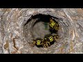 Massive Yellow Jacket Nest Removal From Soffit Of House