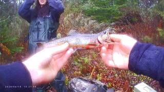 希少　Trout Fishing in America New Brunswick Brook Trout Fishing - Opening Day 2026 - YouTube
