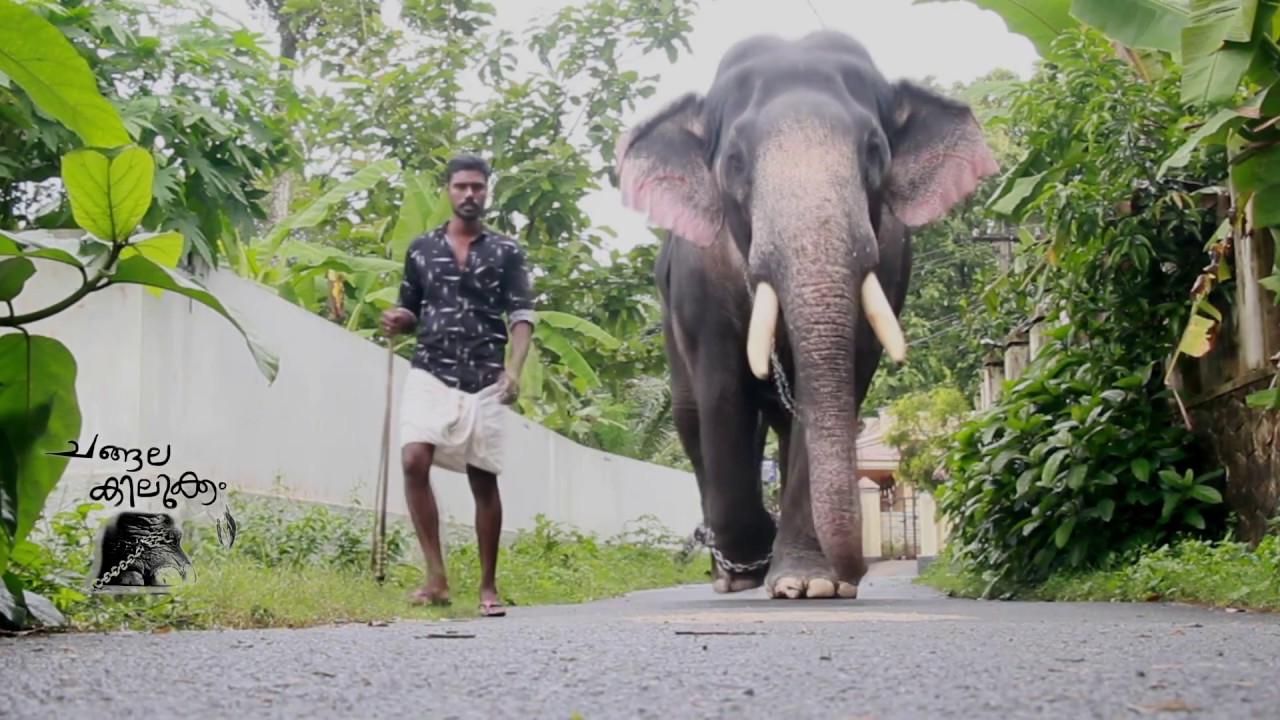 kerala elephant ,churoormadam rajasekharan, thiruvalla, changalakilukkam