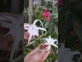 flower garden #youtubeshorts #ytshorts #liknithavlogs #flowers #flowersgarden #homegarden