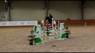 2013 Holsteiner gelding indoor show