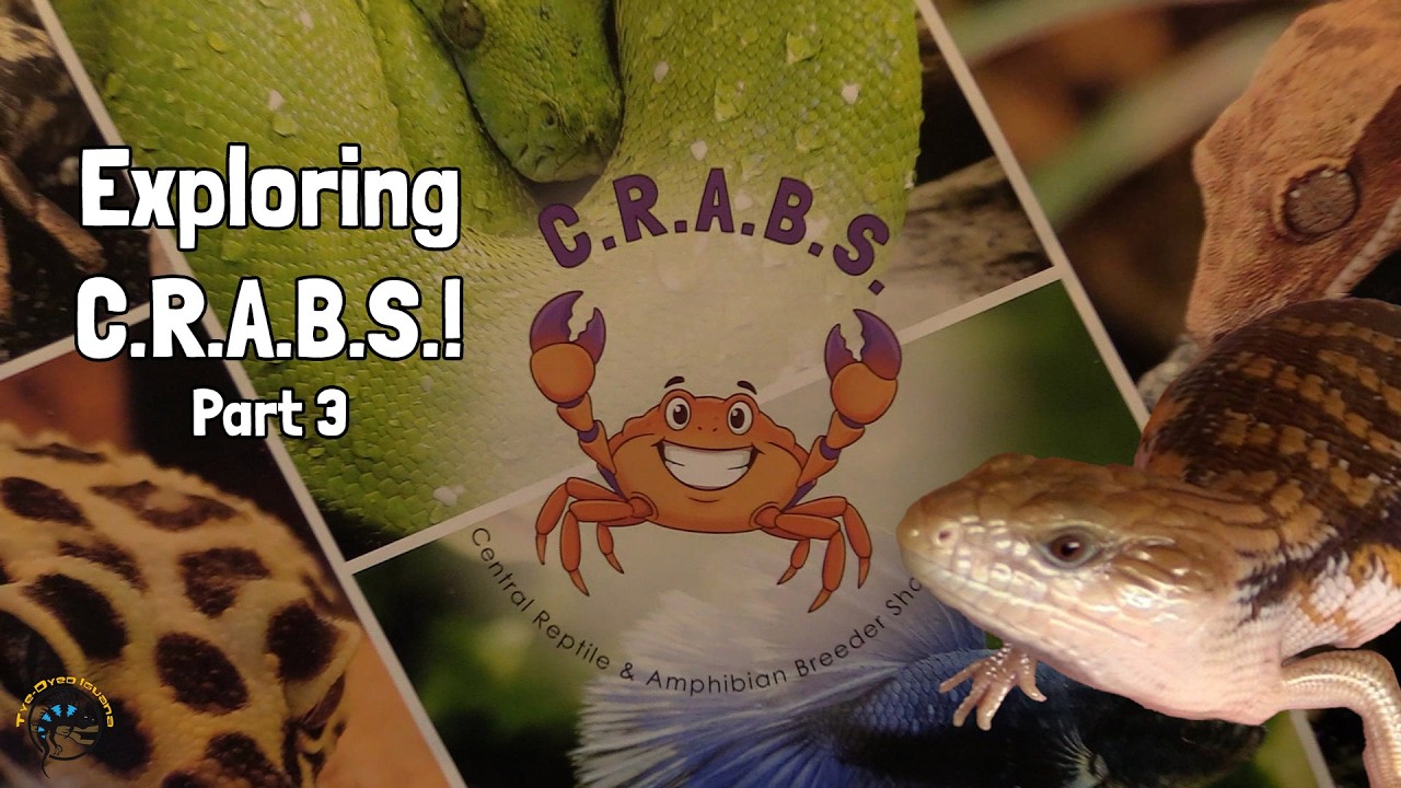 Exploring C.R.A.B.S. the Central Reptile & Amphibian Breeder Show