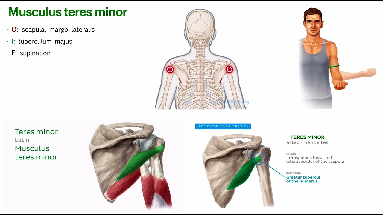 Yelka kamari va yelka mushaklari