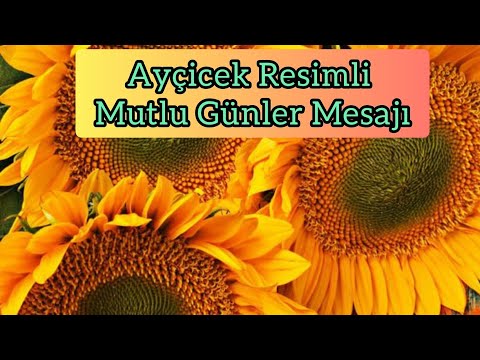 🌻🌻🌻AYÇİÇEK RESİMLİ🌻🌻🌻🌻🌻🌻MUTLU SABAHLAR GÜNAYDIN MESAJLARI🌻RESİMLİ EN KISA İYİ GÜNLER MESAJI🌻🌻🌻🌻🌻🌻🌻🌻🌻