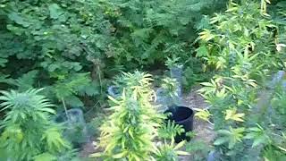 outdoor autoflower 2018