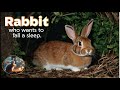 Rabbit: who wants to fall asleep