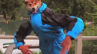 Funny  Dogs Dancing Compilation - Funny Animals Dancing!