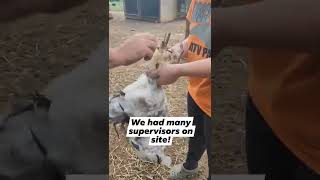 Fun Times, Saving The Rooster With Help From Our Goats At Our Farm