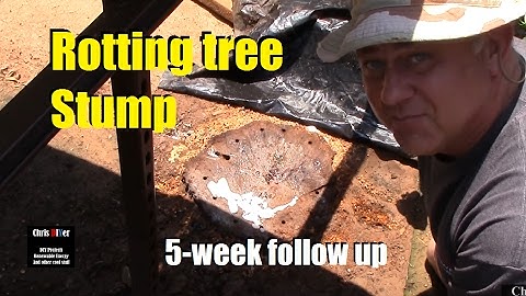 Killing, removing, rotting out tree Stumps naturally w/ Epsom Salt (5-week follow up!)