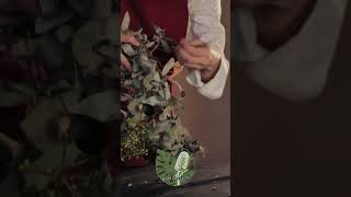 Trimming the Twine on the Eucalyptus Wreath  #asmr #eucalyptus #christmaswreath #wreaths