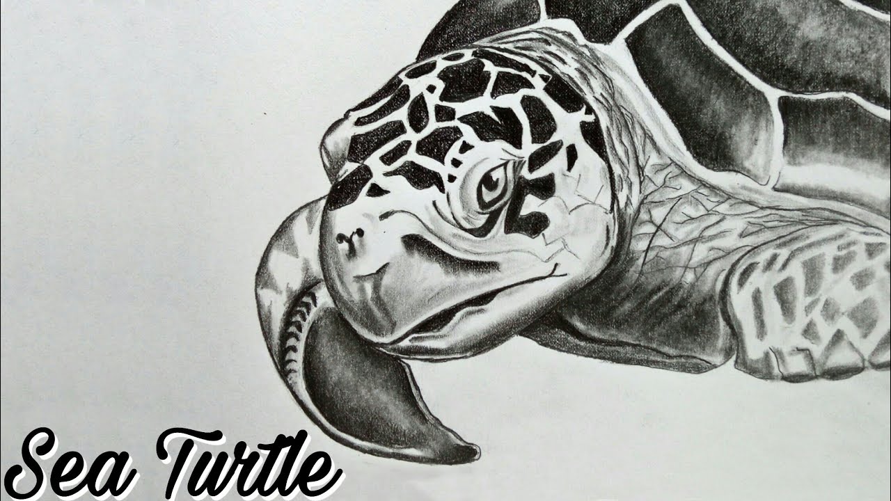 Featured image of post Realistic Turtle Drawing Images Hillberry drawing realistic textures 1x pencil j d