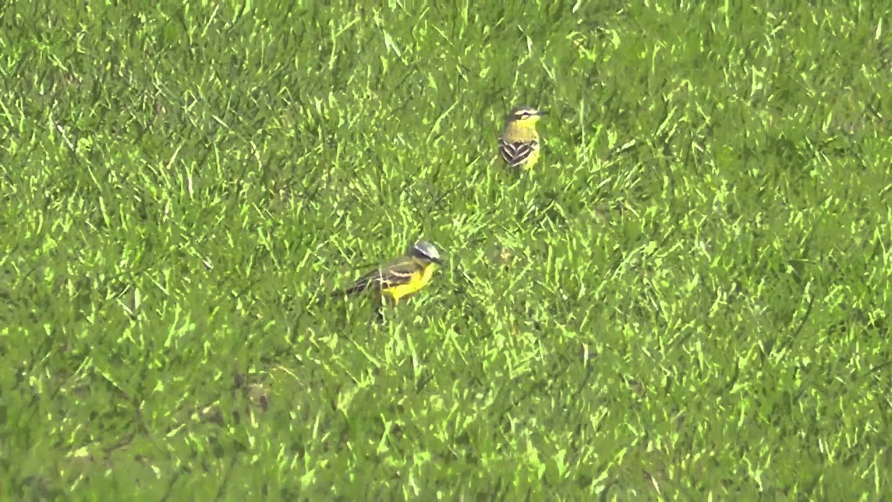 Blue-headed Wagtails, Bosistow Farm, Polgigga, West Cornwall 09/04/2011